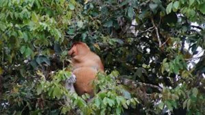 Kota Kinabalu: Kiulu Rafting & Klias Rivercurise Day Tours - Final Thoughts