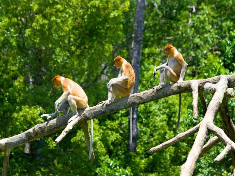 Kota Kinabalu: Klias River Cruise with Dinner and Fireflies - Why This Tour Is Worth Considering