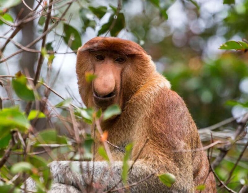 Kota Kinabalu: Monsopiad Village & River Cruise Package - Frequently Asked Questions