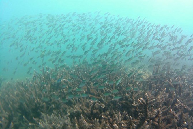 Kota Kinabalu P2 Private Island Scuba Discovery Tour + BBQ Lunch - Additional Details