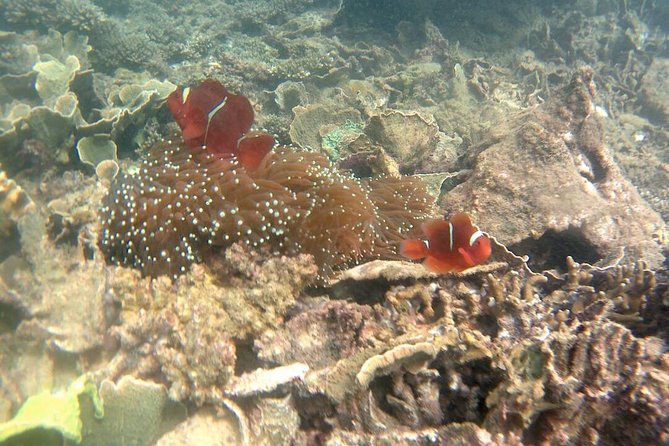 Kota Kinabalu P2 Private Island Scuba Discovery Tour + BBQ Lunch - Confirmation and Accessibility