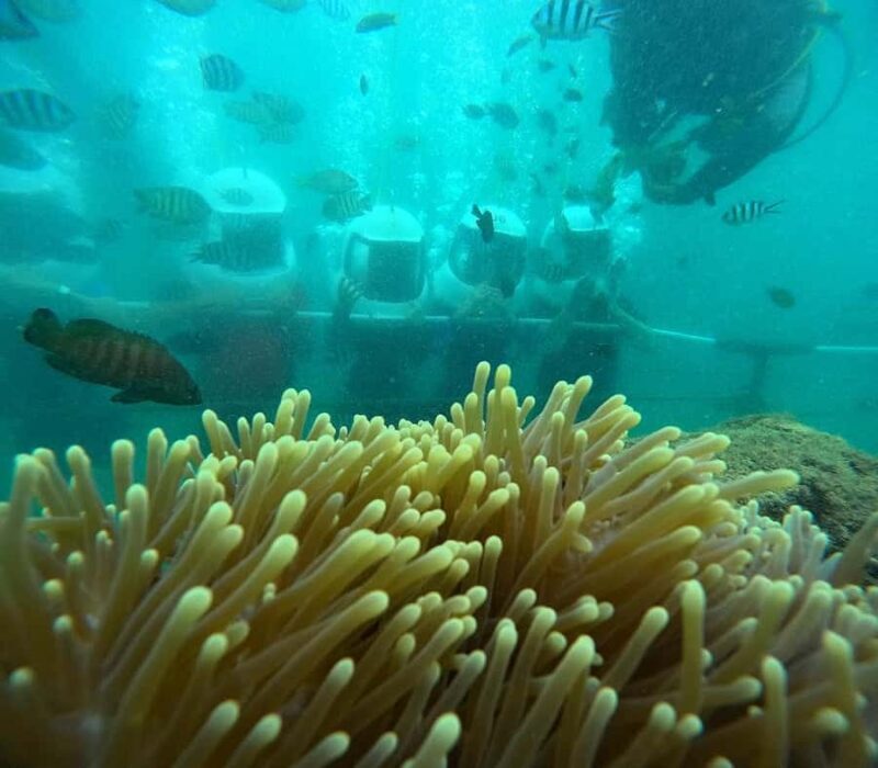 Kota Kinabalu: Seawalking, Snorkelling, Leisure Beach - The Star of the Show: Seawalking