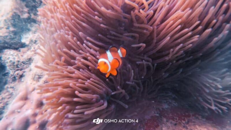 Kota Kinabalu: Snorkle from Catamaran with Meal & Activities - Snorkeling and Marine Life