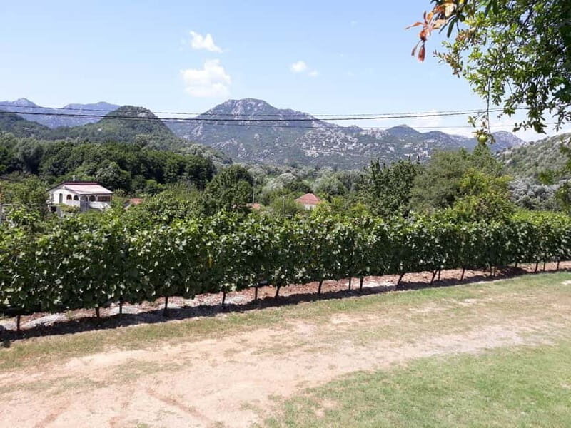 Kotor: Skadar Lake National Park with Wine Tasting - Final Thoughts