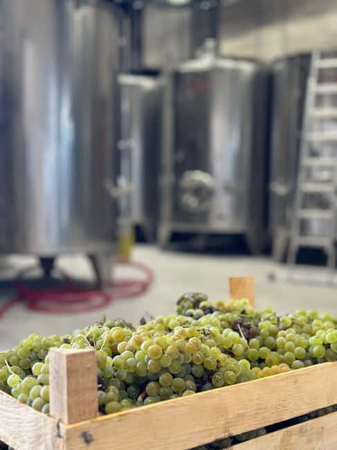 Kotor & Wine: Tasting the Charms Beneath Mount Lovcen - Scenic Drive to Mount Lovcen and the Mountain Atmosphere