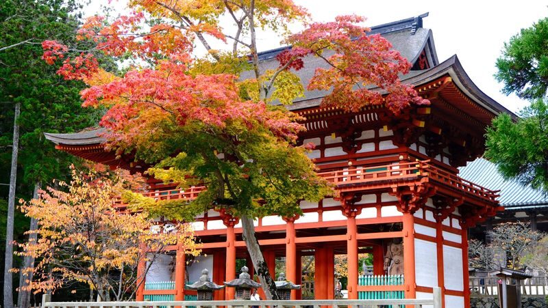 Koyasan & Okunoin Small Group Day Tour from Osaka - Walking the forest path at Okunoin