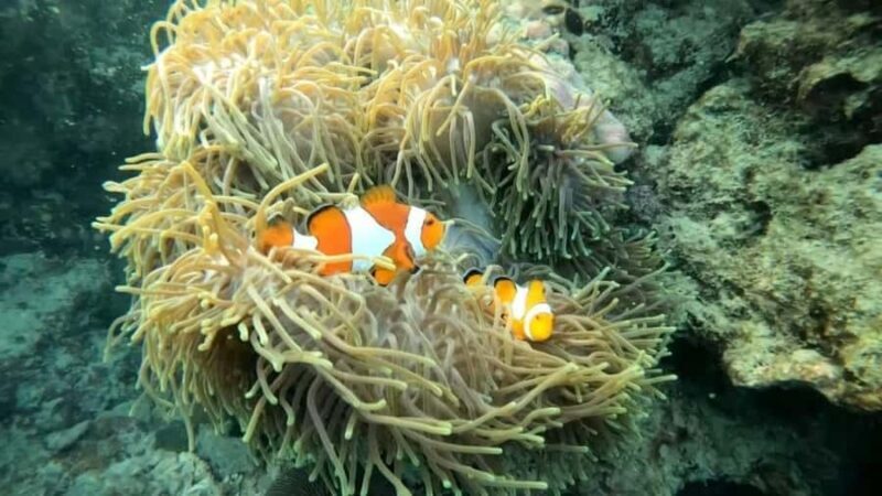 Krabi: 4 Islands and Caves Tour with Snorkeling - Who Should Consider This Tour?