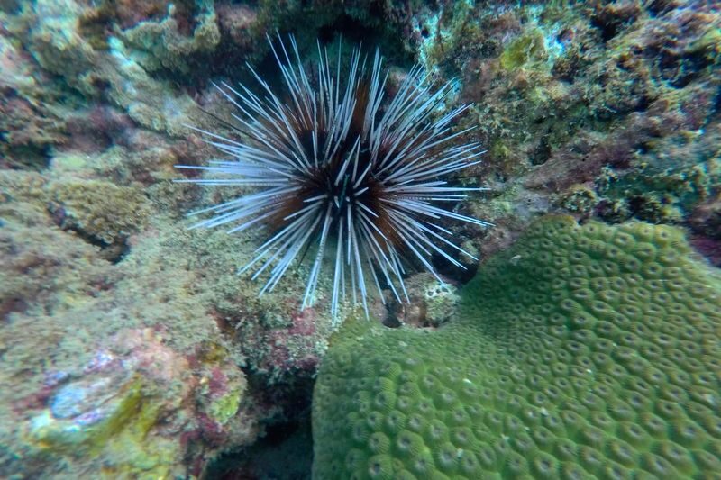 Krabi 4 Islands Full-Day Speedboat Tour with Snorkeling - The Emerald Cave is the reason to go