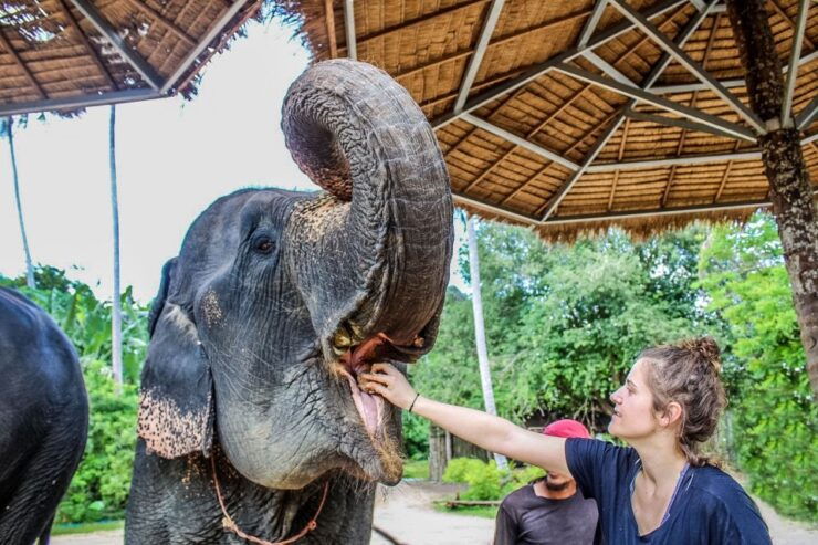 Krabi: Ao Nang Elephant Sanctuary Half-Day Tour - Activity Details