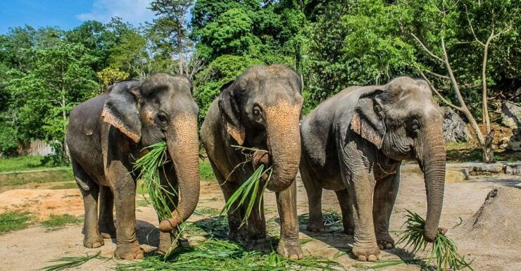 Krabi: Ao Nang Elephant Sanctuary Half-Day Tour - Experience
