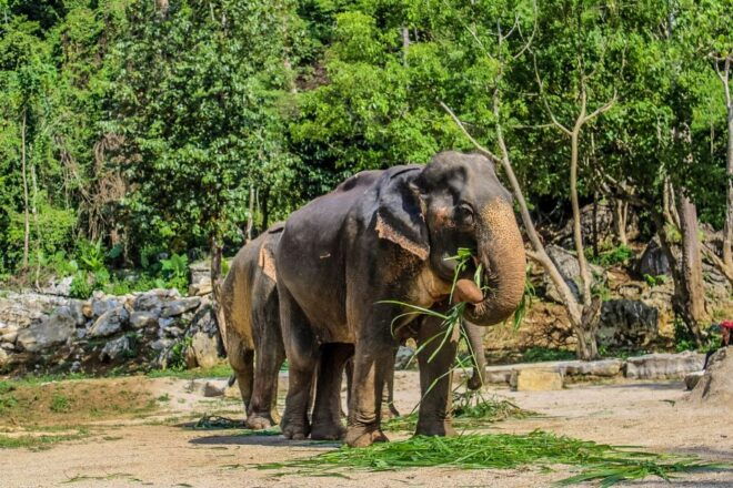 Krabi: Ao Nang Elephant Sanctuary Half-Day Tour - Review Summary