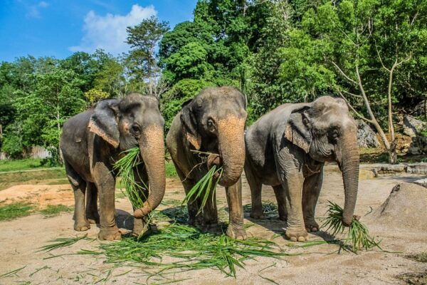 Krabi: Ao Nang Elephant Sanctuary Half-Day Tour - Tour Guide Rating