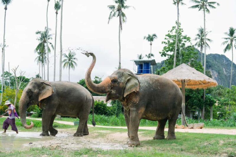 Krabi: Ao Nang Elephant Sanctuary Tour - Good To Know