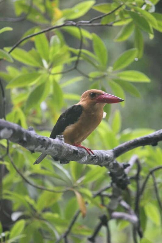 Krabi: Aoluek Birdwatching, Caves, and River Tour - Good To Know