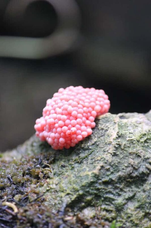Krabi: Aoluek Birdwatching, Caves, and River Tour - An In-Depth Look at the Experience