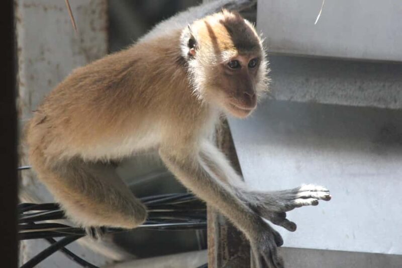 Krabi: Aoluek Birdwatching, Caves, and River Tour - Authentic Insights from Reviewers