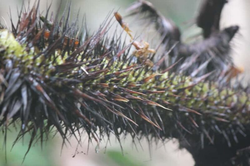 Krabi: Aoluek Birdwatching, Caves, and River Tour - Final Thoughts