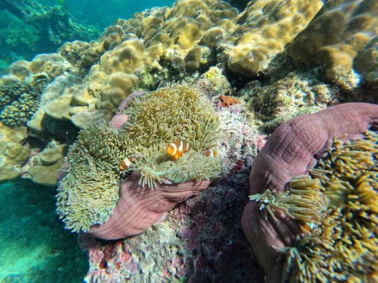 Krabi Aonang: Koh Rok & Koh Haa Snorkelling Day Trip + Lunch - Exclusions