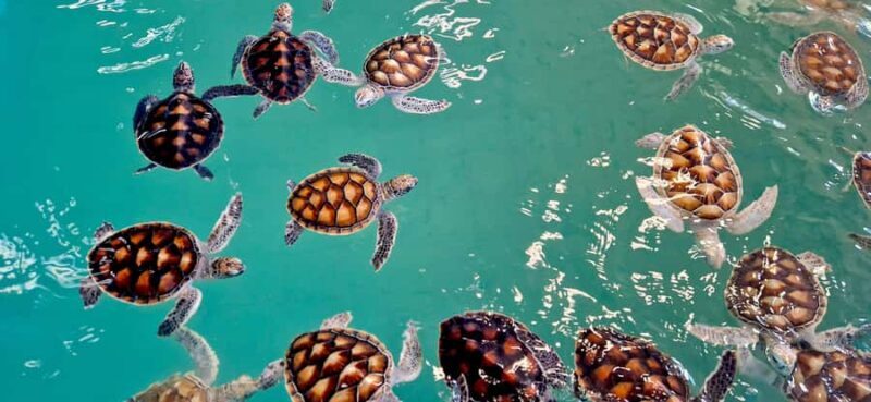 Krabi: Bamboo Raft, ATV & Sea Turtle Private Tour Khao Lak - FAQs