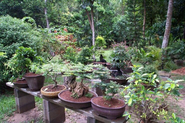 Krabi Bonsai Garden. - Experience Highlights