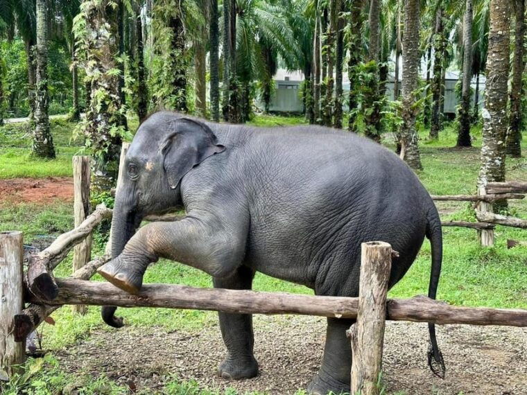 Krabi Elephant Bathing and Atv Adventure (30min/30min) - ATV Adventure