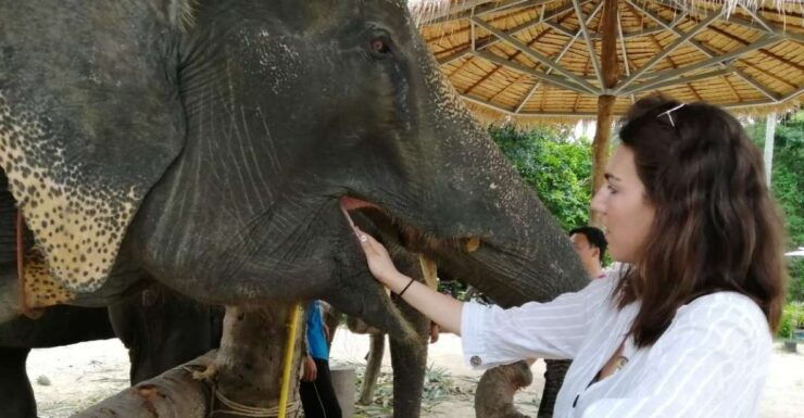 Krabi: Elephant Bathing and Huay Tho Waterfall Day Trip - Experience Highlights