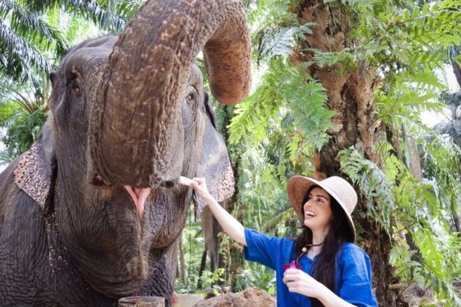 Krabi: Elephant Bathing Session at Krabi Elephant Shelter - Pickup Information
