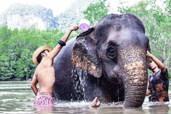 Krabi: Elephant Bathing Session at Krabi Elephant Shelter - The Sum Up