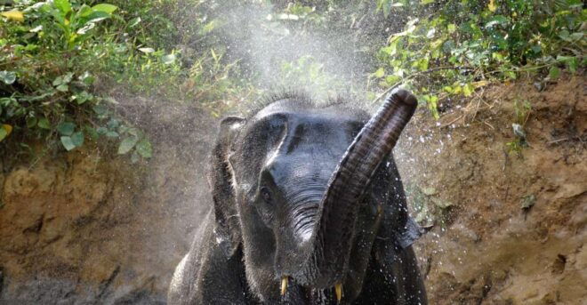 Krabi: Elephant Care House & 7-Level Huay Tho Waterfall Trip - Exploring Natural Wonders