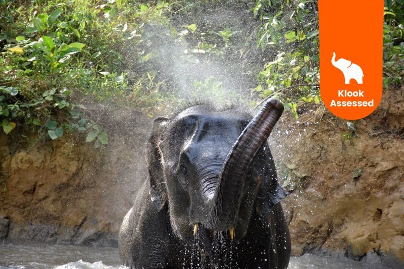 Krabi Elephant Care House Experience - What to know before you go