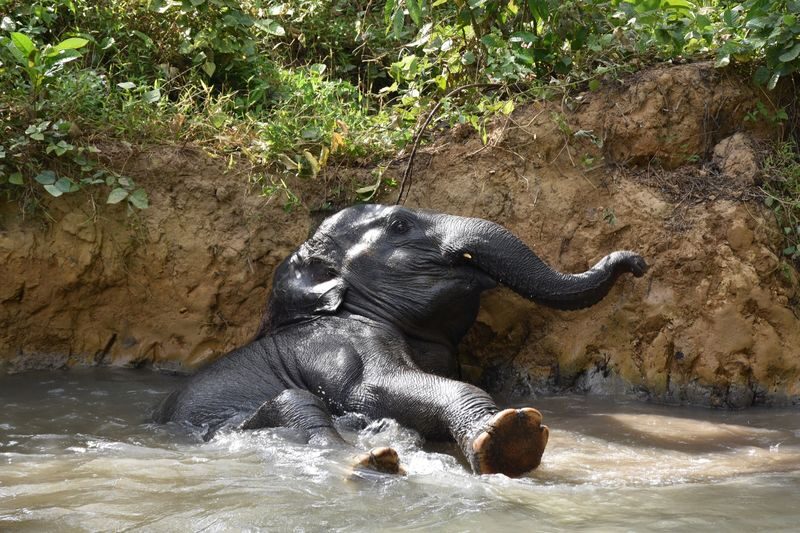 Krabi Elephant Care House Experience - Walking the stream, then applying mud