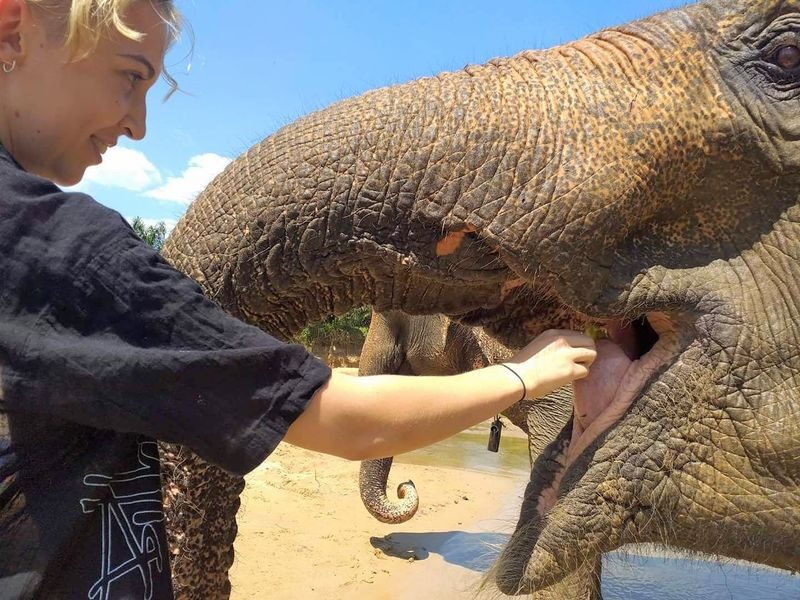 Krabi Elephant Care House Experience - Fruit, timing and what the price covers