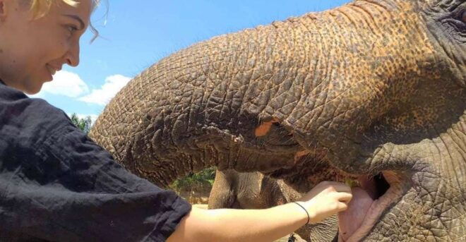 Krabi: Elephant Care House Guided Tour With Hotel Transfers - Convenient Hotel Transfers