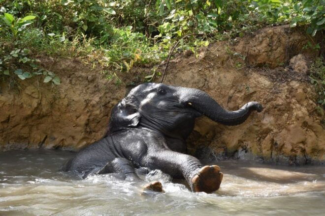 Krabi: Elephant Care House Guided Tour With Hotel Transfers - Walking With Elephants in the Jungle