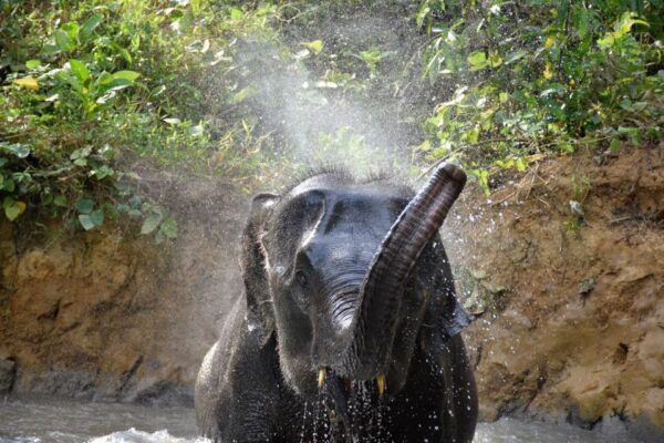 Krabi: Elephant Care House Guided Tour With Hotel Transfers - Bathing and Feeding the Elephants