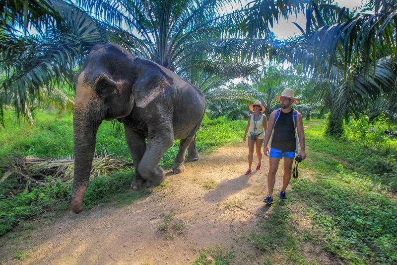 Krabi Elephant Care House with Huay Tho Waterfall - What Makes This Krabi Outing Different