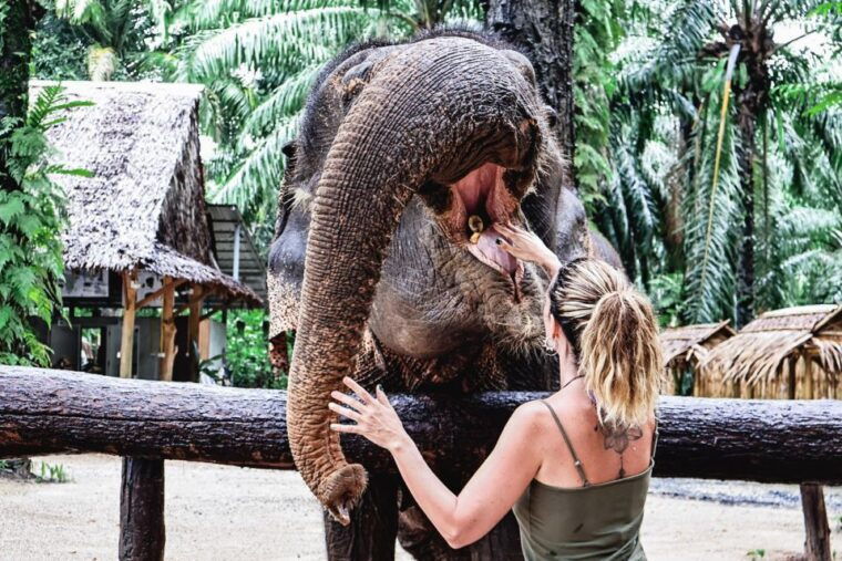 Krabi: Elephant Feeding Program - Experience Details