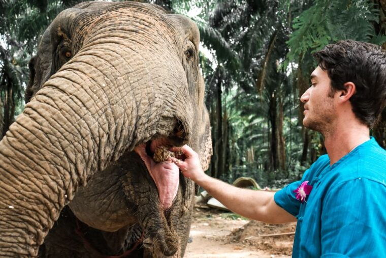 Krabi: Elephant Feeding Program - Customer Feedback