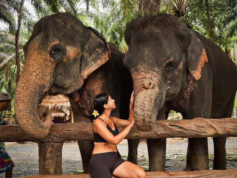 Krabi: Elephant Feeding Program with Food Preparation - Why This Experience Is Special