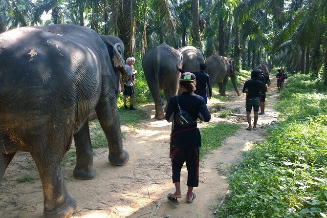 Krabi Elephant Sanctuary and Emerald Pool Adventure - What to Expect and Practical Tips  