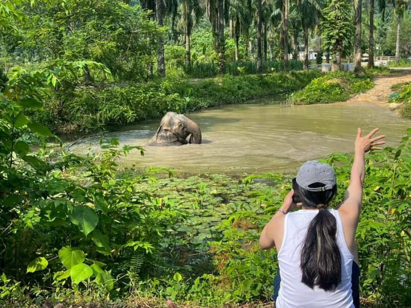 Krabi: Elephant Sanctuary Tour - Feeding & Painting Activity - Good To Know