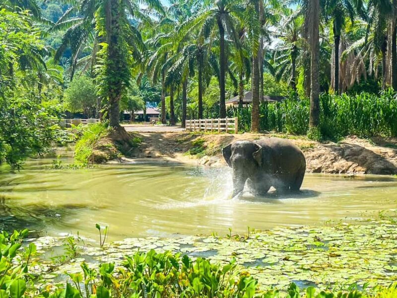 Krabi: Elephant Sanctuary Tour - Feeding & Painting Activity - Practical Tips for Visitors