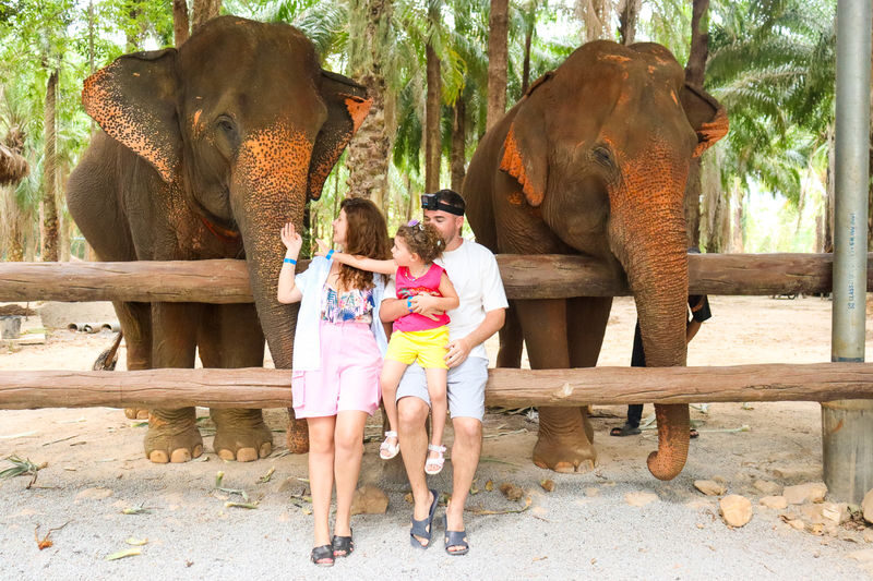 Krabi Elephant Shelter Experience - The river bath and closer contact