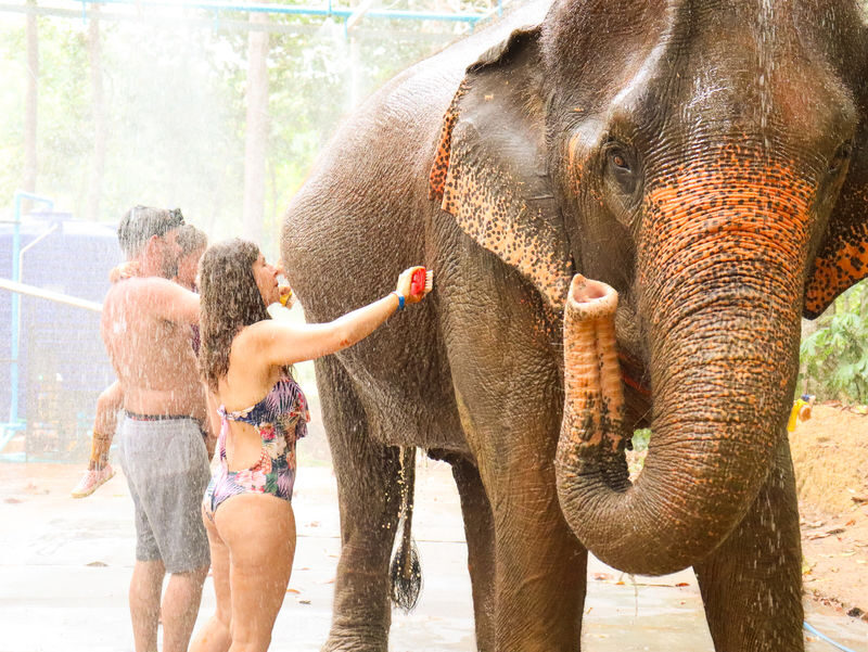 Krabi Elephant Shelter Experience - Welfare and the question of responsible contact