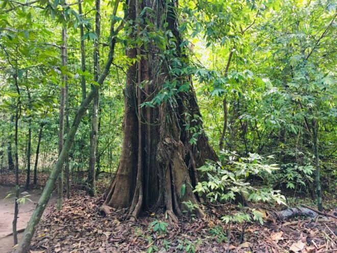 Krabi: Emerald Pool and Hot Springs Waterfall Half-Day Trip - Description of the Activity