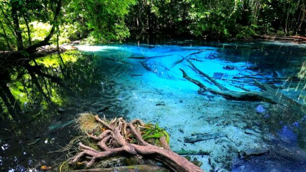 Krabi: Emerald Pool and Hot Springs Waterfall Half-Day Trip - Key Highlights