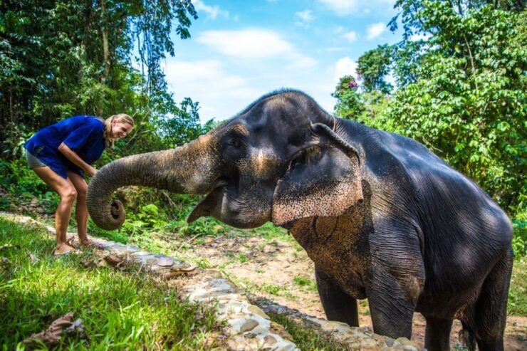 Krabi: Ethical Elephant Sanctuary Experience - Activity Details
