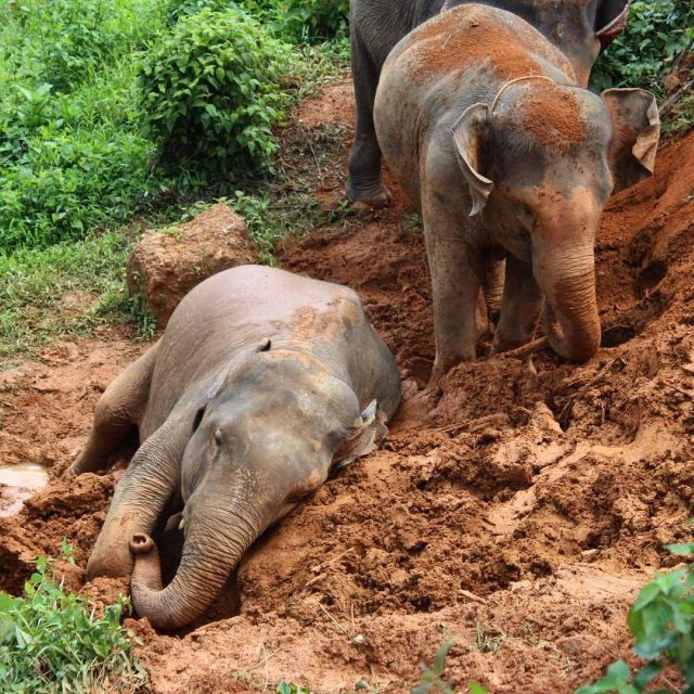 Krabi: Ethical Elephant Sanctuary Experience - Booking and Duration