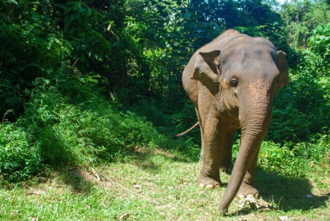 Krabi: Ethical Elephant Sanctuary Experience - Full Description of the Sanctuary