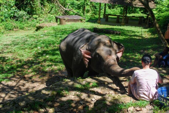 Krabi: Ethical Elephant Sanctuary Experience - The Sum Up